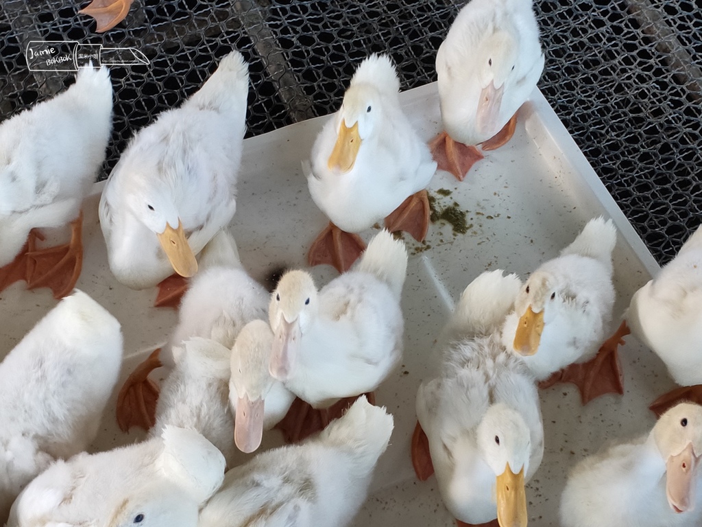 宜蘭 礁溪 甲鳥園 鴨舍 清水模 親子休閒.jpg