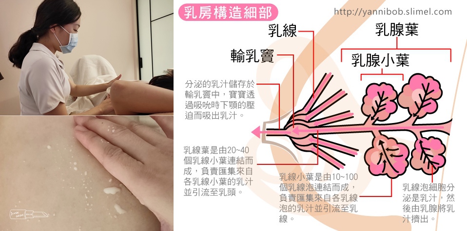 無痛泌乳 孕婦按摩 新竹孕婦按摩 母乳疏通.jpg