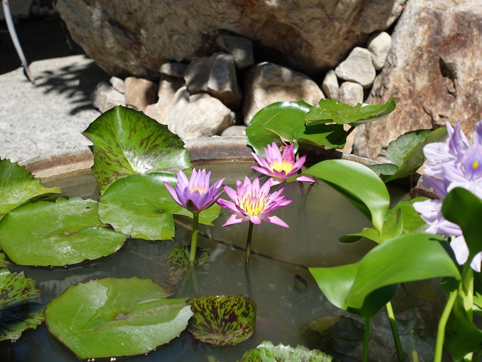 老宅早餐店|藏身於礁溪鄉間小路裡的白雲山鹿,絕美落雨松林停車場 - 第4張圖