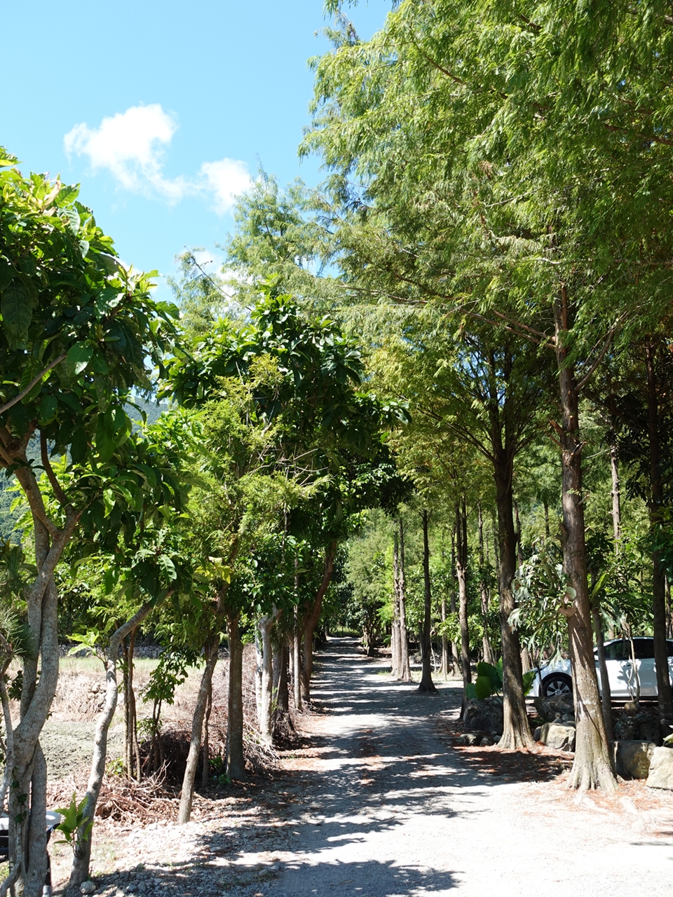 老宅早餐店|藏身於礁溪鄉間小路裡的白雲山鹿,絕美落雨松林停車場 - 第1張圖